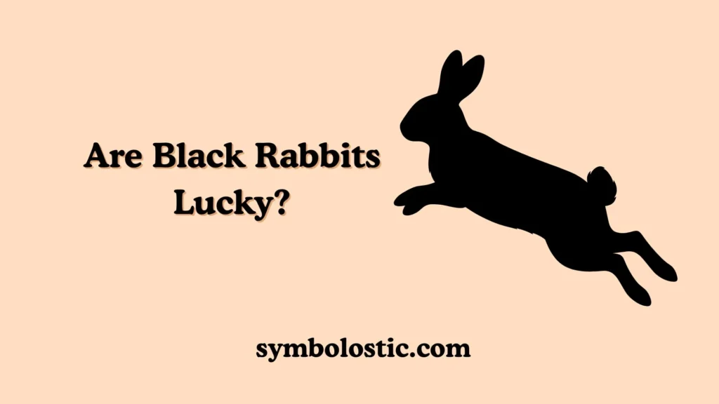 Are Black Rabbits Lucky?
