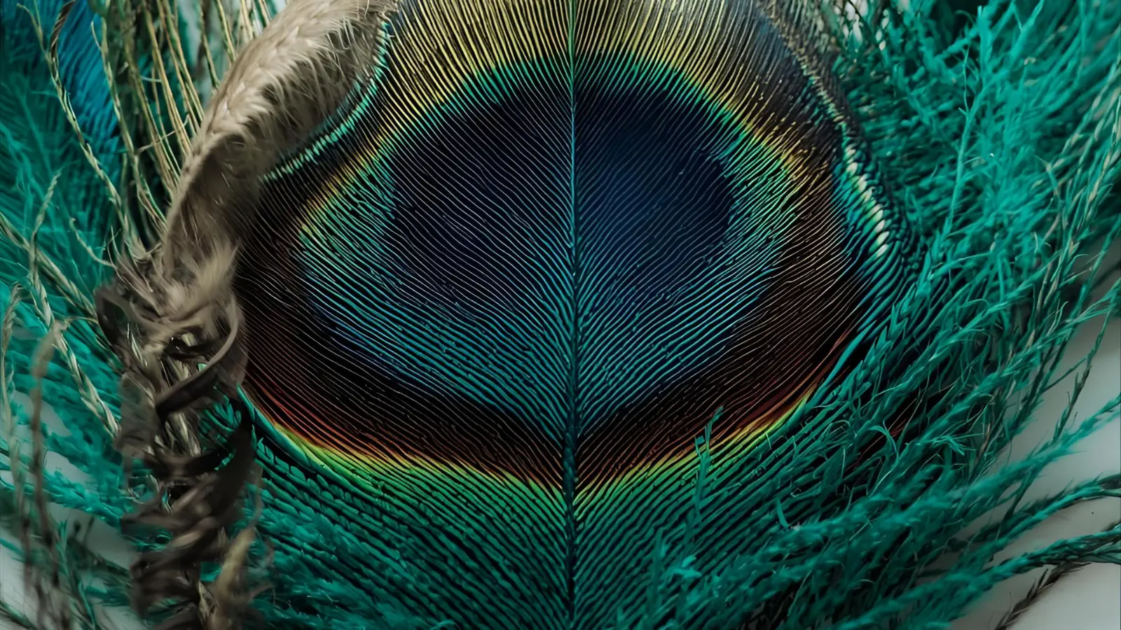 symbolism of feathers