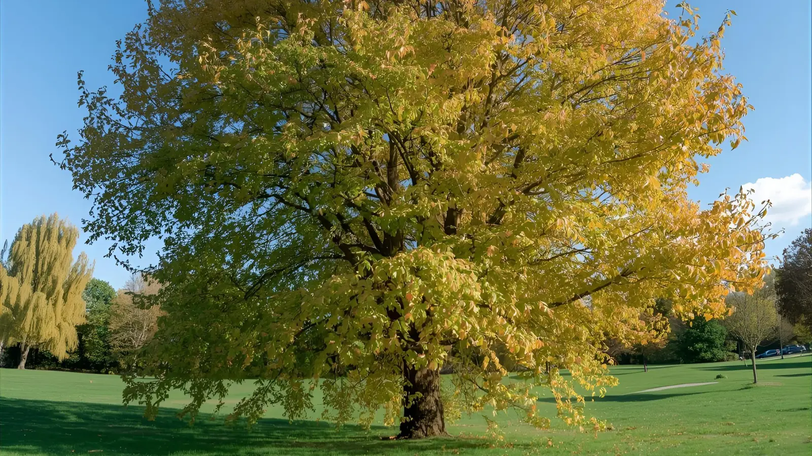 aspen tree symbolism