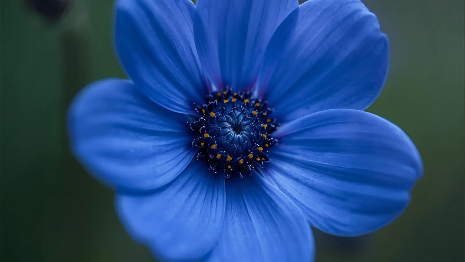 blue flower symbolism