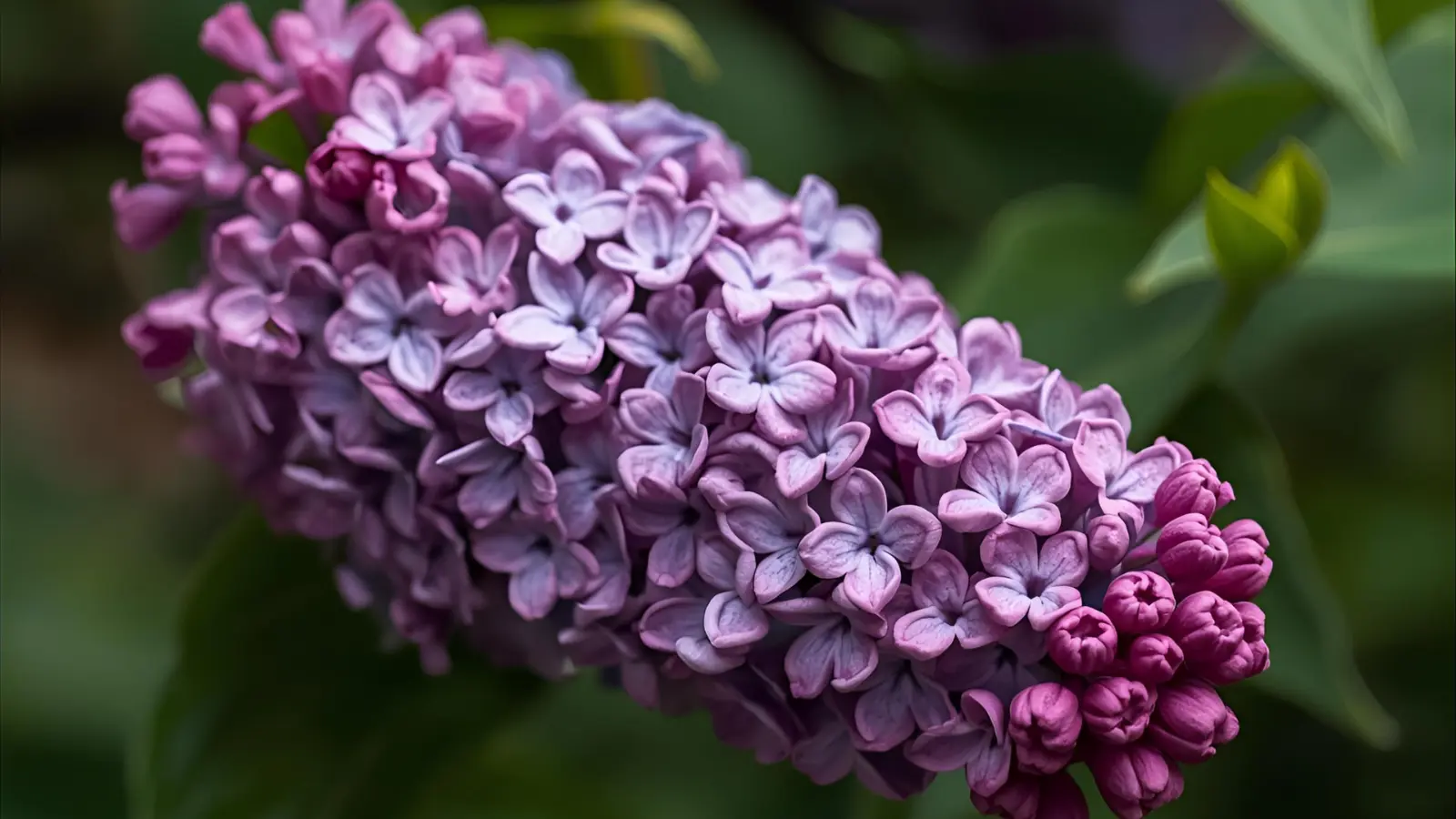 lilac flower symbolism