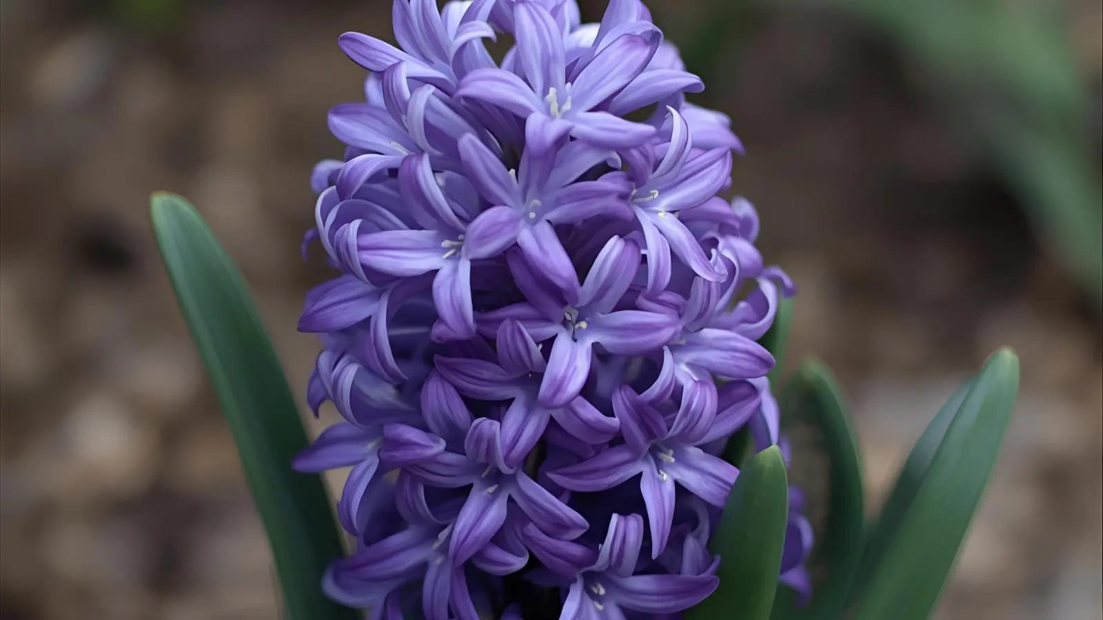 purple hyacinth symbolism
