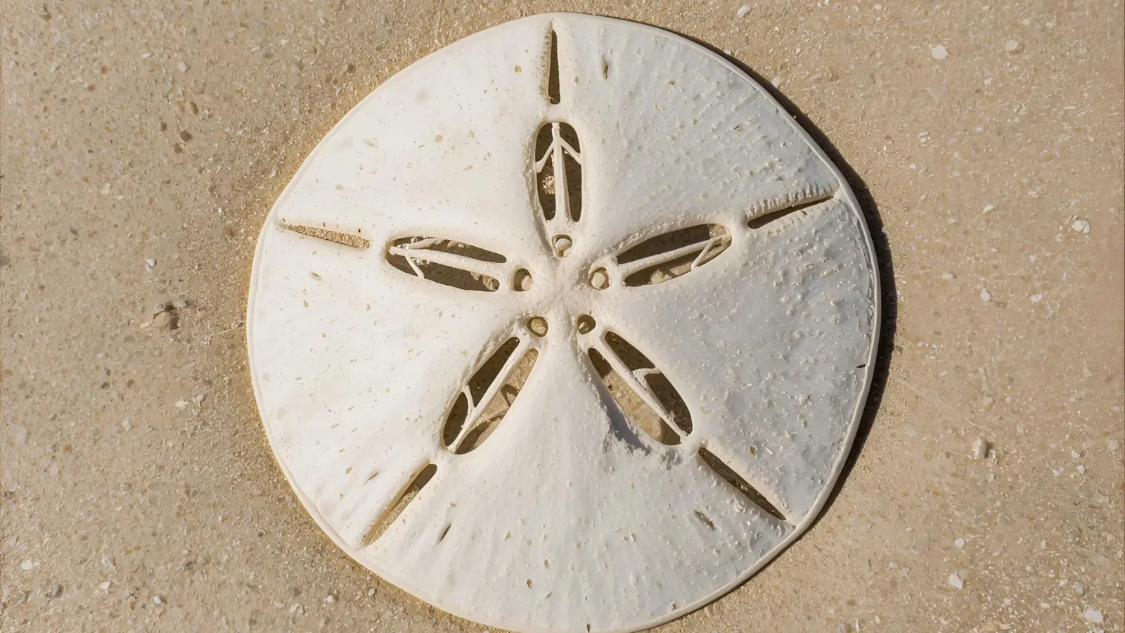 sand dollar symbolism