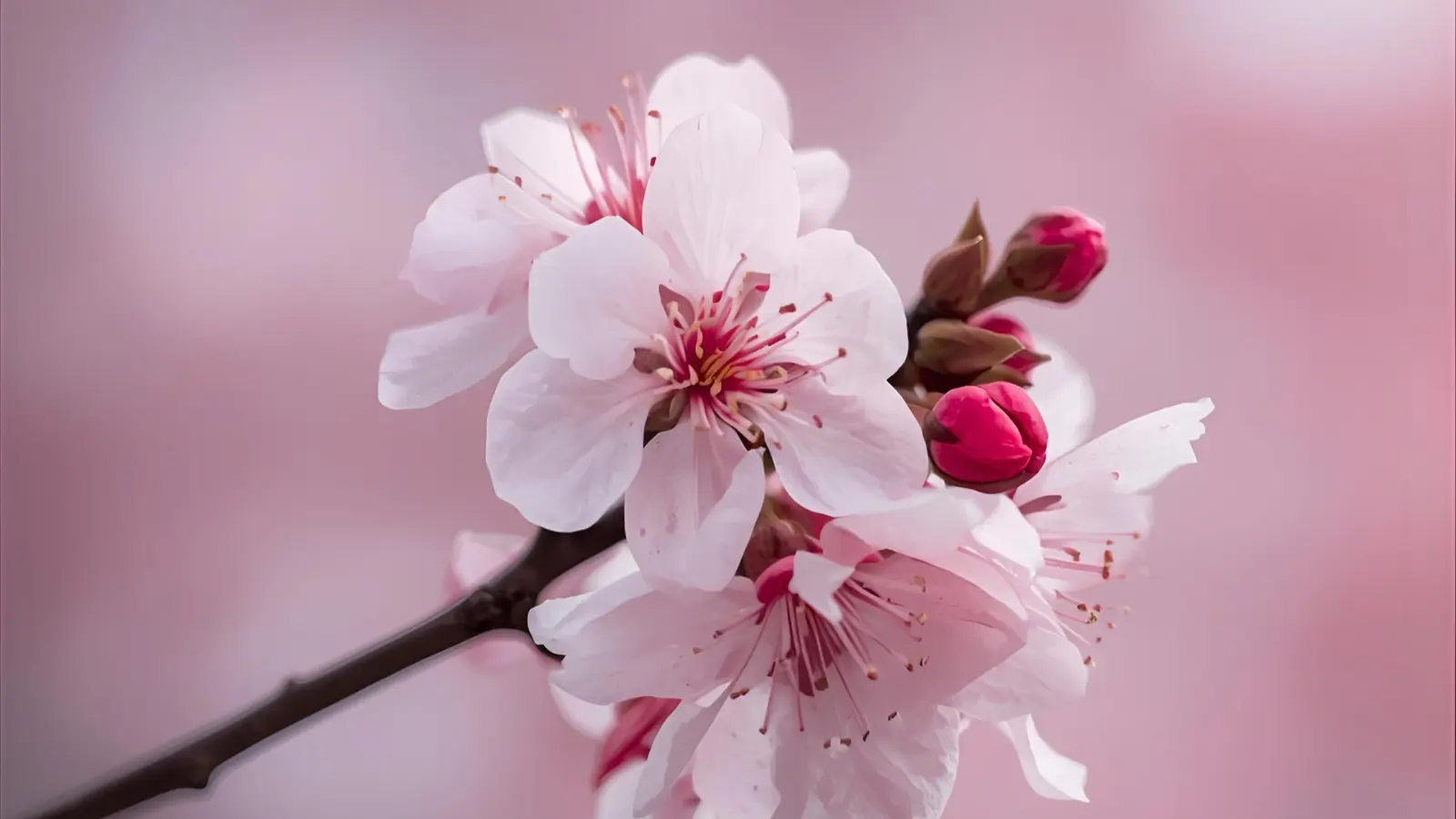 symbolism of cherry blossom