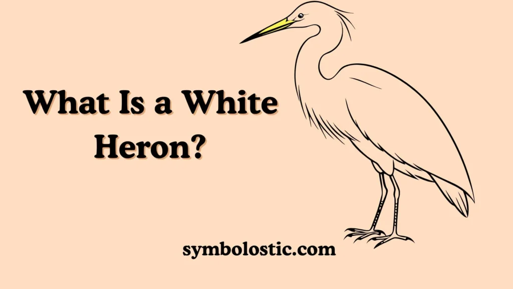 What Is a White Heron?