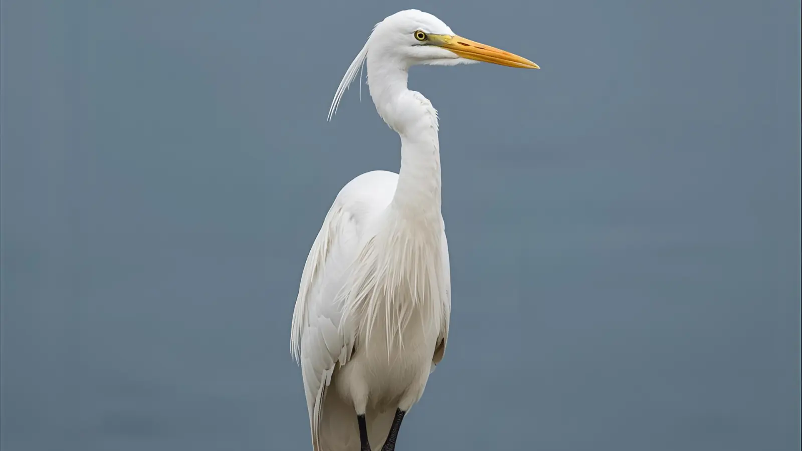 white heron symbolism