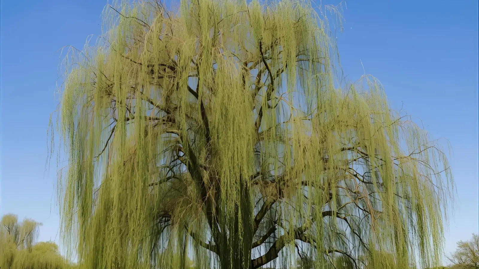 willow tree symbolism in the bible